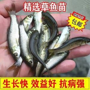 龍魚活體魚苗怎么養：龍魚活體魚苗養殖方法