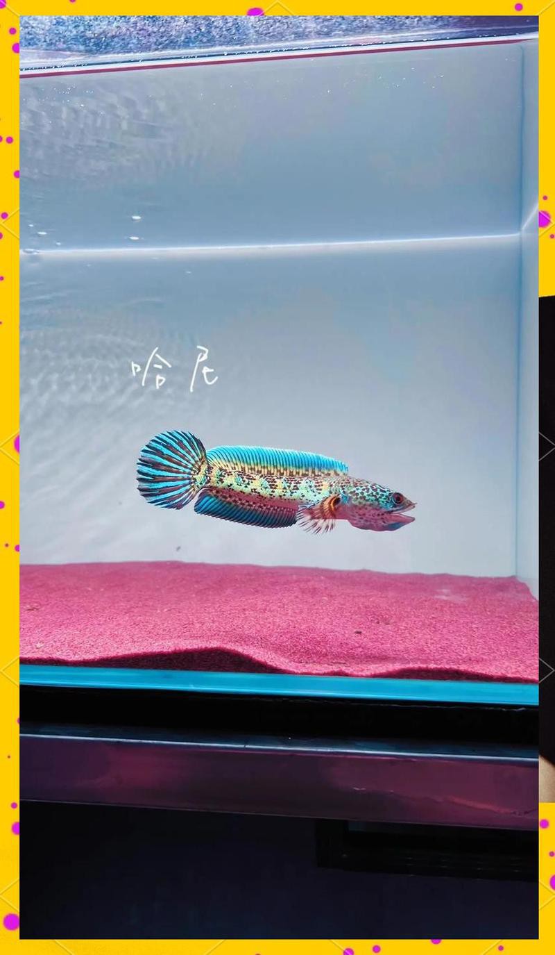 彩虹雷龍魚的食物有哪些 彩虹雷龍魚的食物有哪些 龍魚百科 第5張