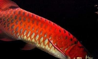 怎樣養好紅龍魚苗：紅龍魚的飼養方法 怎樣養好紅龍魚苗：紅龍魚的飼養方法 龍魚百科 第3張