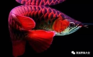 各種龍魚的寓意和象征（龍魚在亞洲文化中具有豐富的寓意和象征意義） 各種龍魚的寓意和象征（龍魚在亞洲文化中具有豐富的寓意和象征意義） 龍魚百科 第1張