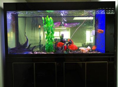 龍魚魚缸養幾條魚最好呢圖片大全：龍魚混養的最佳伴侶 龍魚魚缸養幾條魚最好呢圖片大全：龍魚混養的最佳伴侶 龍魚百科 第3張