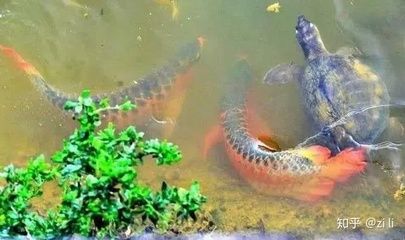 龍魚吃鱉：龍魚吃鱉是一種怎樣的體驗？