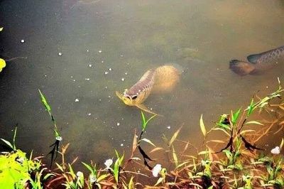 龍魚吃鱉：龍魚吃鱉是一種怎樣的體驗？