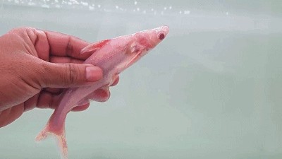 球鯊咬龍魚嗎（球鯊可能咬龍魚嗎？） 球鯊咬龍魚嗎（球鯊可能咬龍魚嗎？） 龍魚百科 第4張