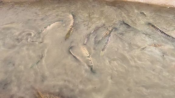 馬來西亞牧漁人漁場簡介 馬來西亞牧漁人漁場簡介 龍魚百科 第6張