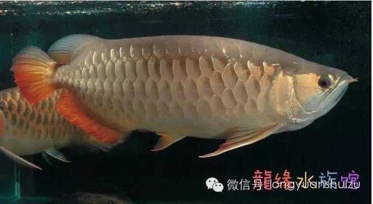 龍魚的分類方法有哪些，龍魚的分類方法