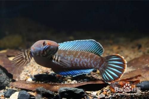 大型雷龍魚推薦（七彩海象雷龍飼養技巧，） 大型雷龍魚推薦（七彩海象雷龍飼養技巧，） 龍魚百科 第5張