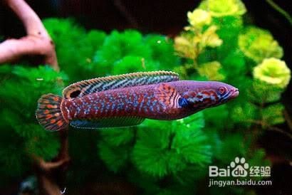 大型雷龍魚推薦（七彩海象雷龍飼養技巧，） 大型雷龍魚推薦（七彩海象雷龍飼養技巧，） 龍魚百科 第4張