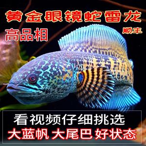 大型雷龍魚推薦（七彩海象雷龍飼養技巧，） 大型雷龍魚推薦（七彩海象雷龍飼養技巧，） 龍魚百科 第1張
