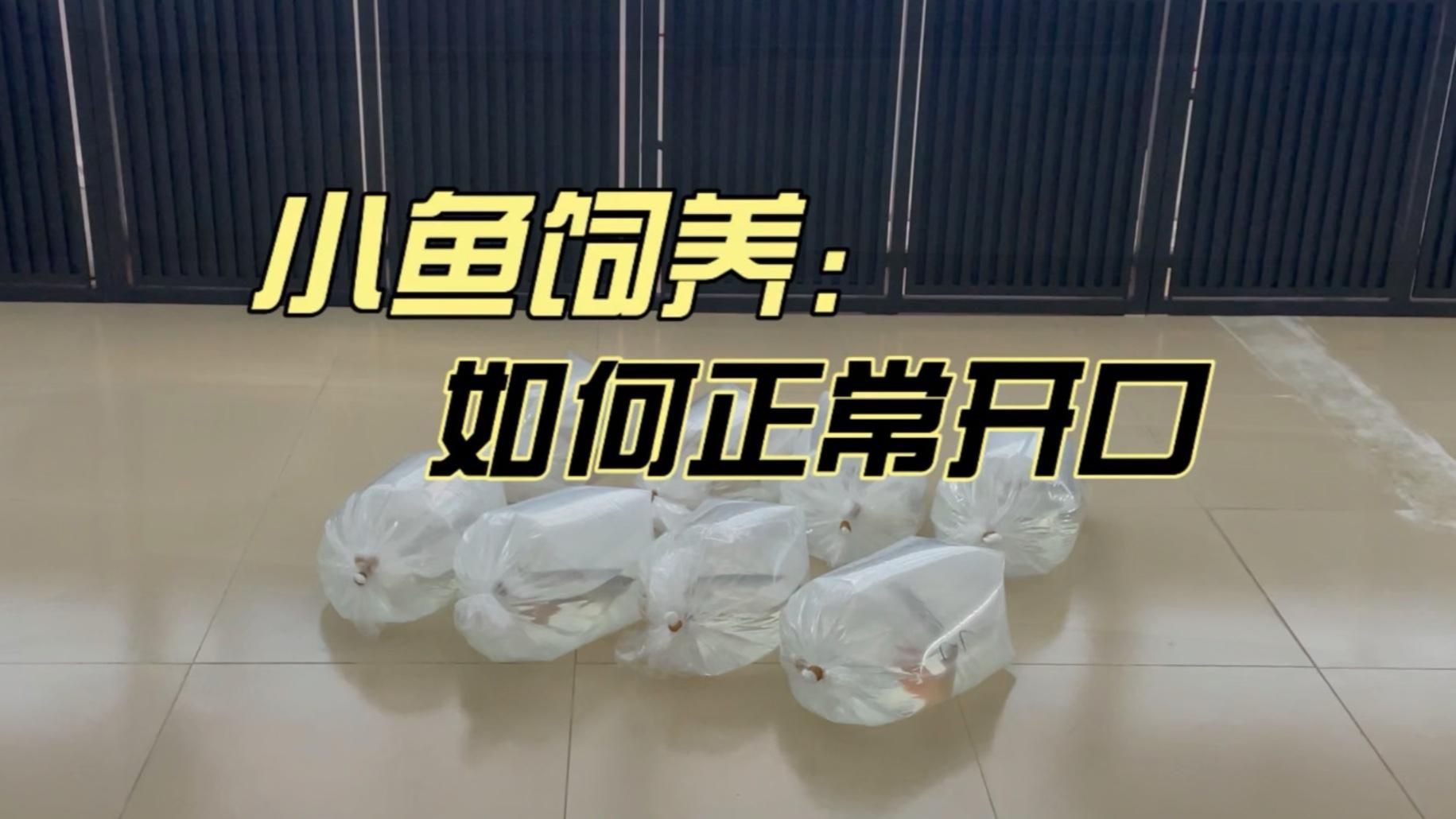 印尼泗水龍魚最簡單三個(gè)步驟