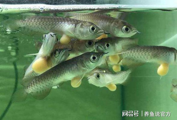 養龍魚的水位多高：養龍魚水位高度應該控制在30-40厘米之間