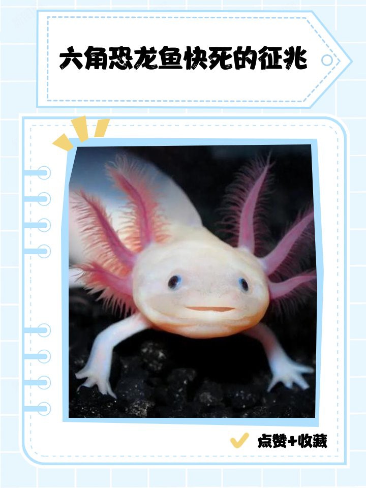 如何判斷六角恐龍魚是否因傳染病死亡？ 如何判斷六角恐龍魚是否因傳染病死亡？ 龍魚百科 第14張
