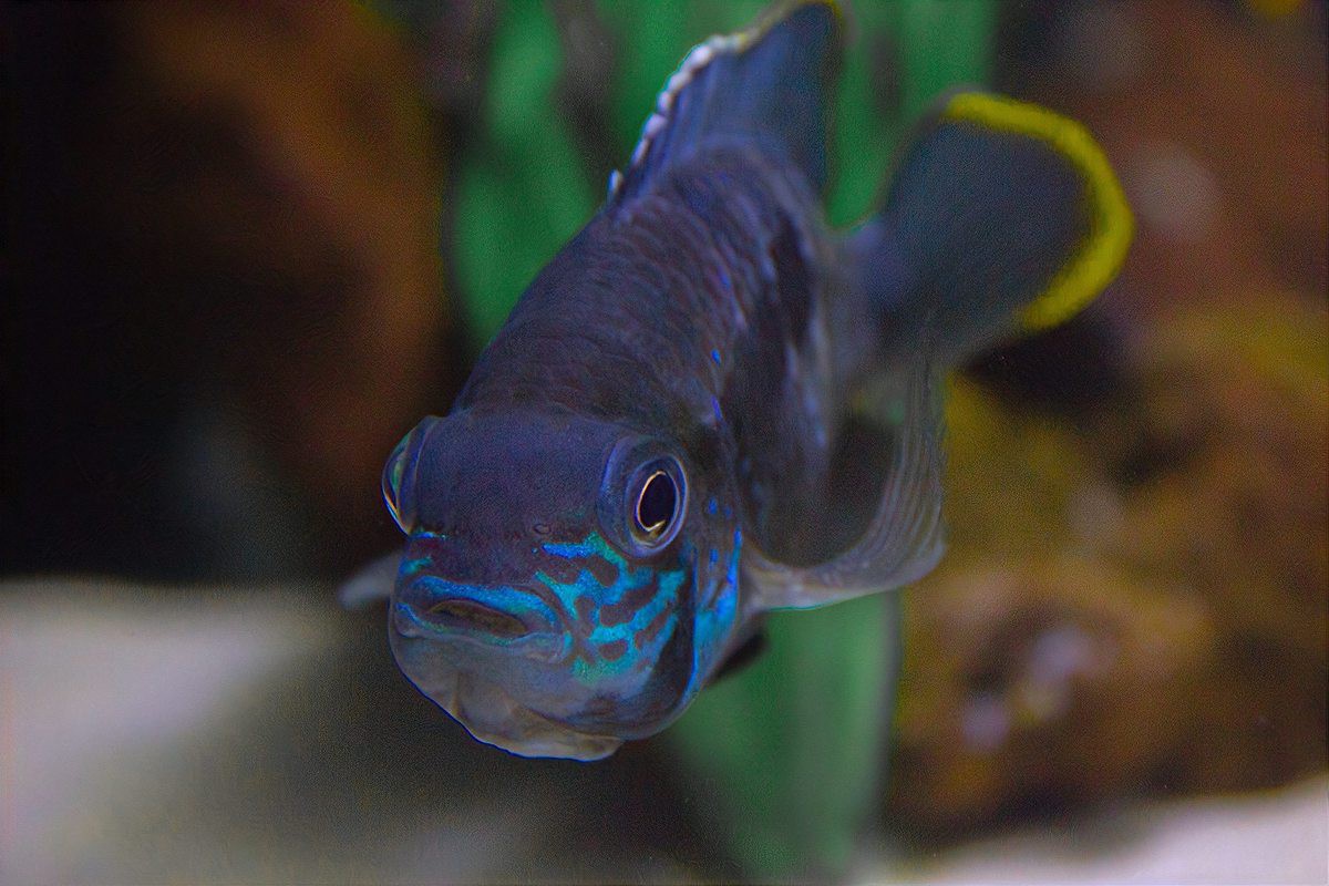 如何判斷六角恐龍魚是否因傳染病死亡？ 如何判斷六角恐龍魚是否因傳染病死亡？ 龍魚百科 第6張