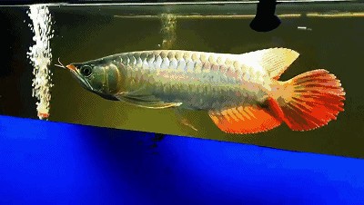 紅龍魚大鰭大尾怎樣養好：大鰭大尾的紅龍魚怎么養？
