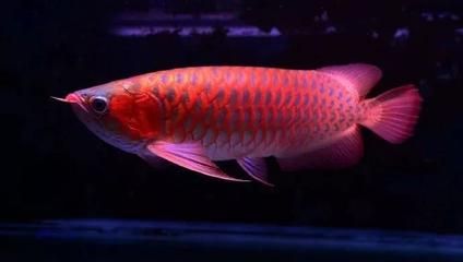 高背龍魚多久發色才正常了：高背龍魚多久發色 高背龍魚多久發色才正常了：高背龍魚多久發色 龍魚百科 第1張
