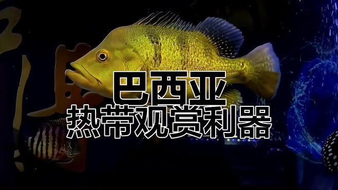 巴西亞魚會咬龍魚嗎圖片 巴西亞魚會咬龍魚嗎圖片 龍魚百科 第3張