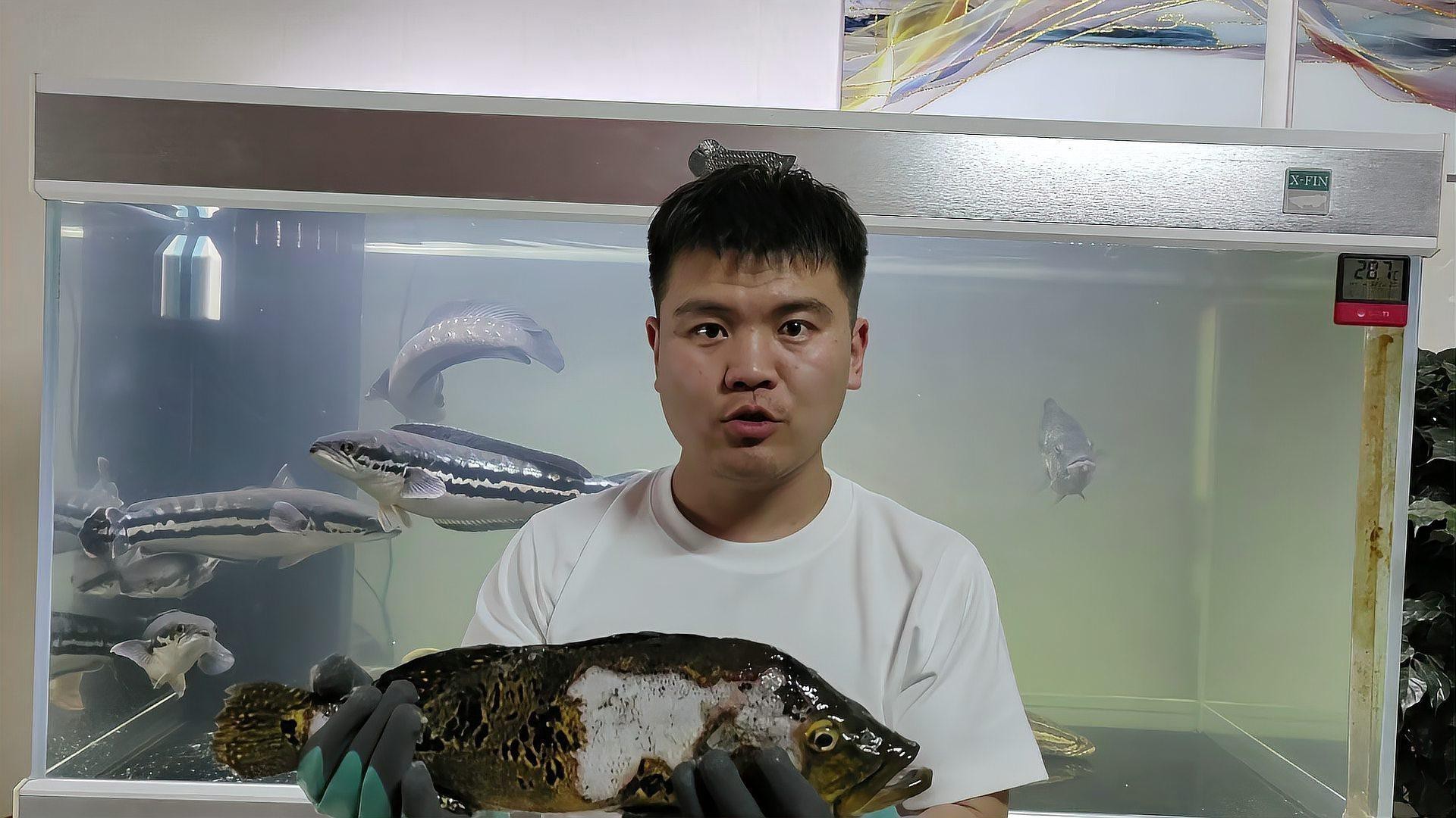 巴西亞魚會咬龍魚嗎圖片 巴西亞魚會咬龍魚嗎圖片 龍魚百科 第2張