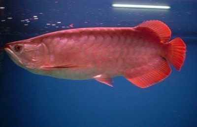 紅龍魚喜歡吃什么：紅龍魚喜歡吃什么食物 紅龍魚喜歡吃什么：紅龍魚喜歡吃什么食物 龍魚百科 第1張