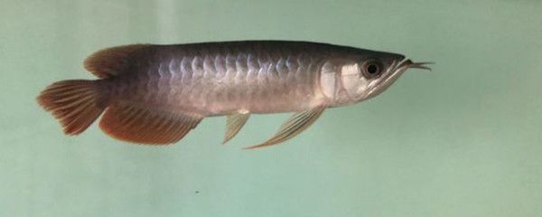 紅龍魚活多少年（紅龍魚的壽命是多少年） 紅龍魚活多少年（紅龍魚的壽命是多少年） 龍魚百科 第3張