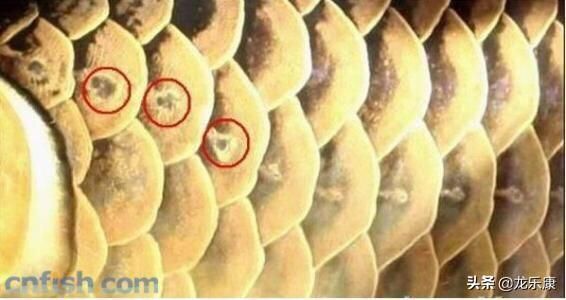 龍魚身體上的一條孔是什么 龍魚身體上的一條孔是什么 龍魚百科 第3張