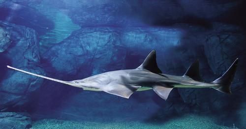 龍魚身體上的一條孔是什么 龍魚身體上的一條孔是什么 龍魚百科 第5張