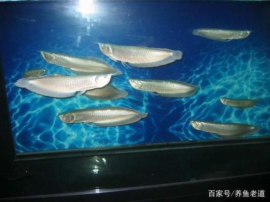 龍魚入缸的正確操作過程：如何判斷龍魚是否健康