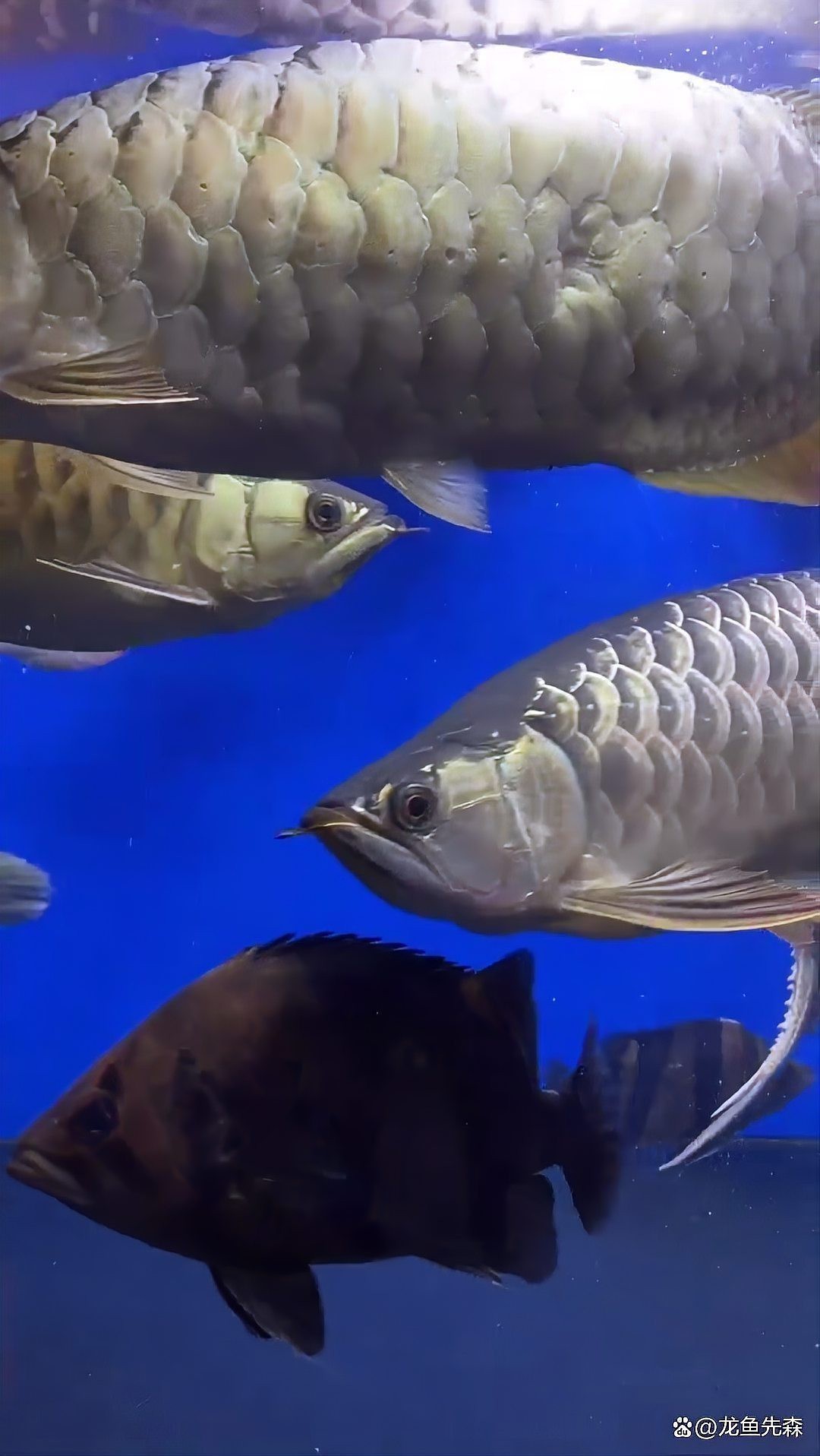 龍魚混養的最佳比例是多少？