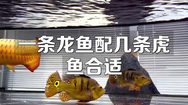 龍魚混養的最佳比例是多少？
