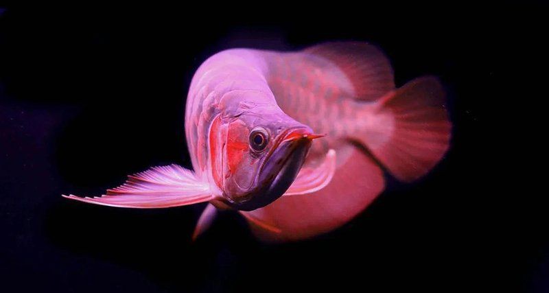 金龍魚的學名叫什么