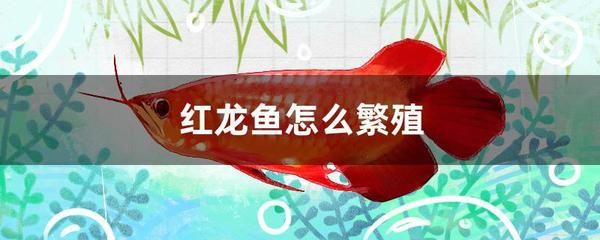 紅龍魚繁殖水質控制技巧：紅龍魚繁殖期水溫控制方法，紅龍魚繁殖期疾病預防措施 紅龍魚繁殖水質控制技巧：紅龍魚繁殖期水溫控制方法，紅龍魚繁殖期疾病預防措施 龍魚百科 第2張