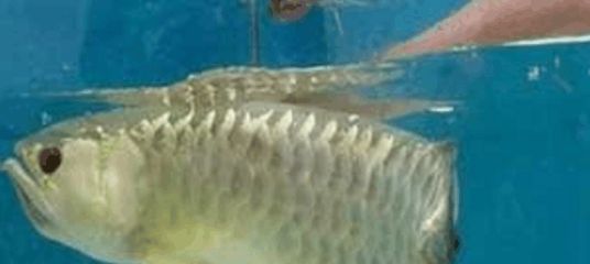 龍魚偶爾張開嘴巴正常嗎：龍魚偶爾張開嘴巴可能是正常的但也可能是健康問題的表現