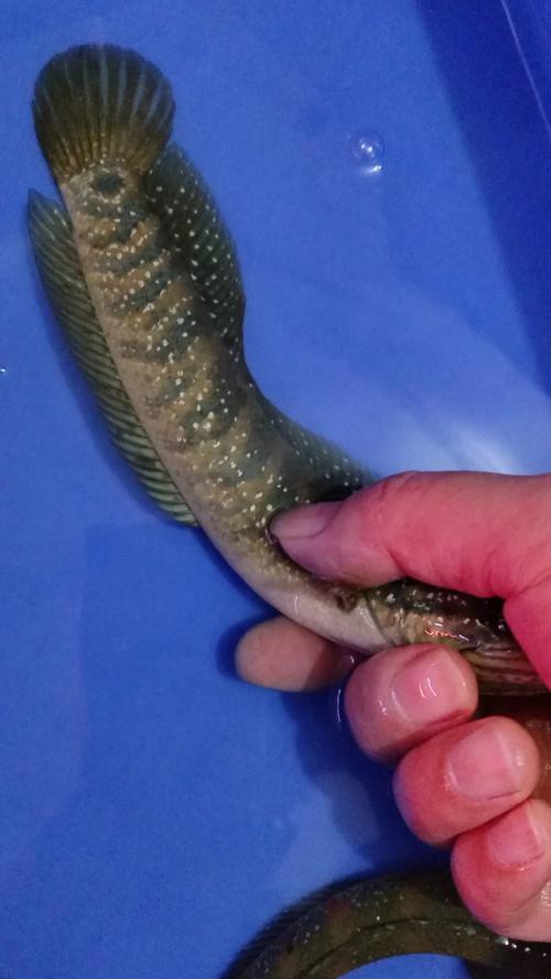 有沒有更多廣東野生雷龍魚的圖片？