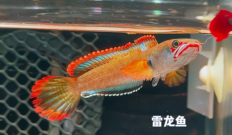 有沒有更多廣東野生雷龍魚的圖片？