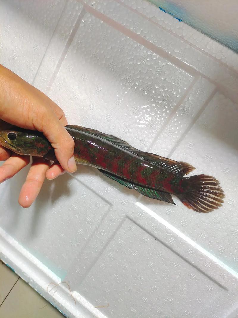 有沒有更多廣東野生雷龍魚的圖片？