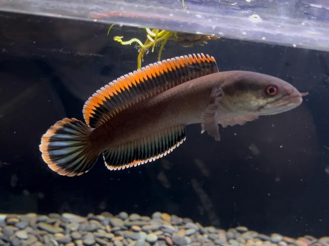 有沒有更多廣東野生雷龍魚的圖片？