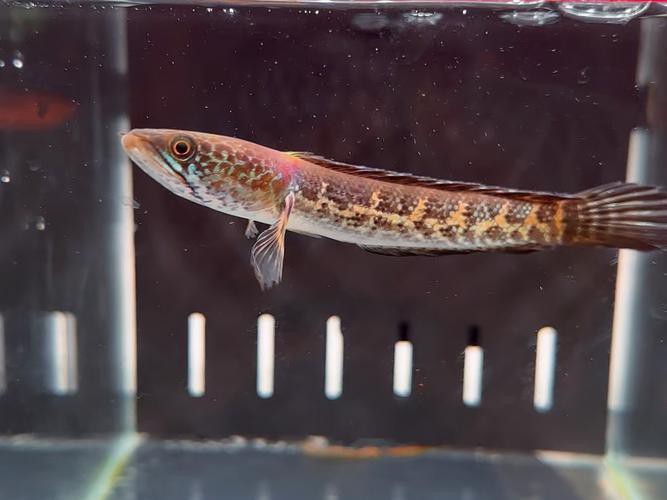 有沒有更多廣東野生雷龍魚的圖片？