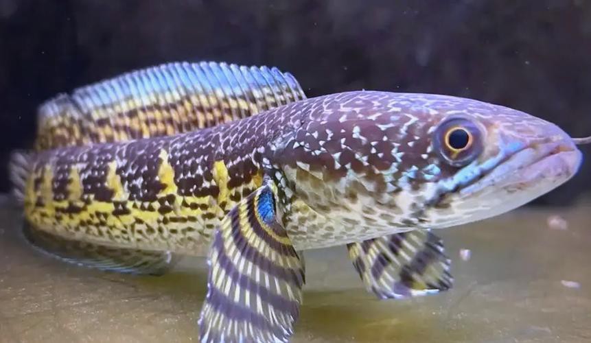 有沒有更多廣東野生雷龍魚的圖片？