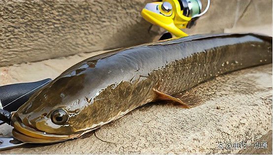 有沒有更多廣東野生雷龍魚的圖片？