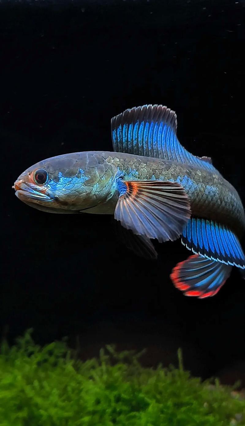 有沒有更多廣東野生雷龍魚的圖片？