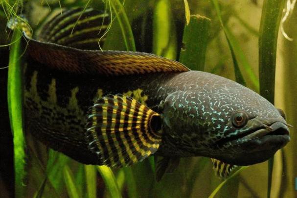 有沒有更多廣東野生雷龍魚的圖片？