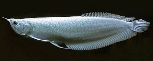龍魚魚鱗起白色凸起物：龍魚魚鱗上出現白色凸起物是怎么回事