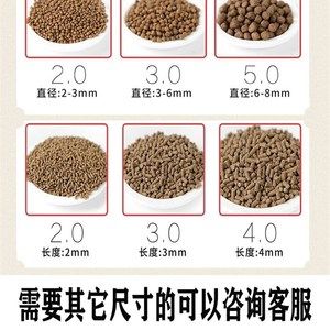 養(yǎng)金龍魚(yú)用什么顏色的背景：養(yǎng)金龍魚(yú)用什么背景顏色好？科學(xué)選擇讓魚(yú)更出彩