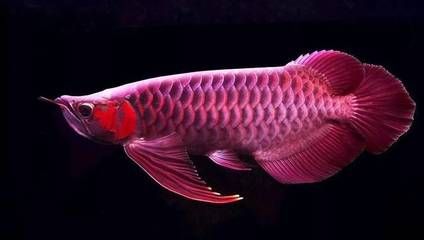 紅龍魚鱗框發(fā)色怎么處理干凈：紅龍魚鱗框發(fā)色怎么處理