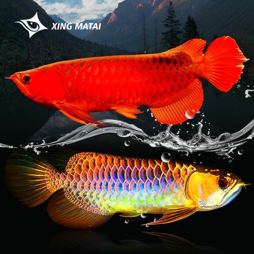 播放紅龍魚的圖片