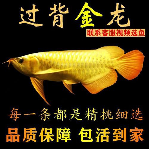 播放紅龍魚的圖片