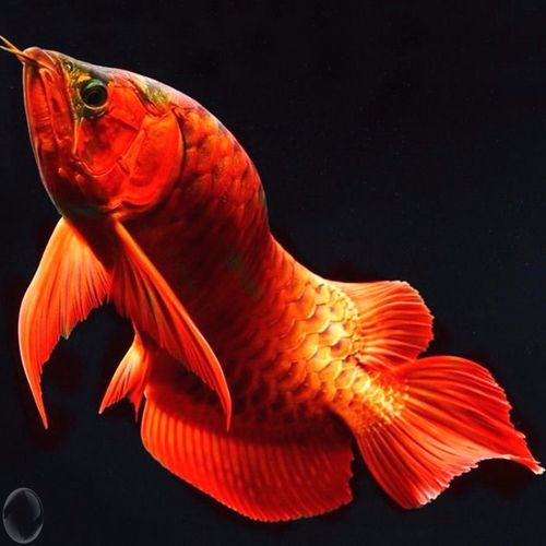 播放紅龍魚的圖片