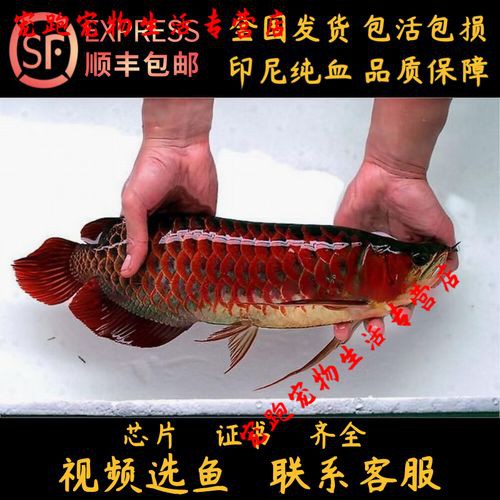 播放紅龍魚的圖片