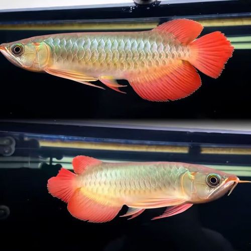 播放紅龍魚的圖片