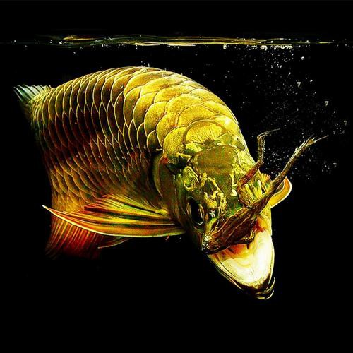 播放紅龍魚的圖片