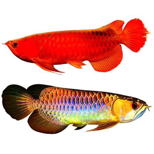 播放紅龍魚的圖片